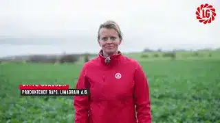 Ruduo rapsų lauke